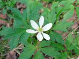 Anemone nemorosa. Верхушка цветущего растения. Ленинградская обл., Выборгский р-н, окр. ст. Лейпясуо, лес около садоводства \"Флора\". 22.05.2010.