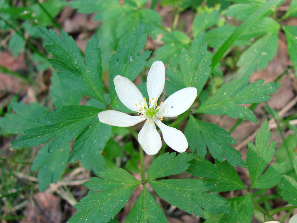 Изображение особи Anemone nemorosa.