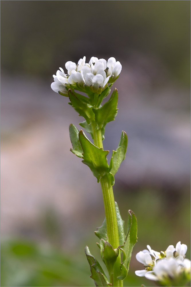 Image of Cochlearia arctica specimen.