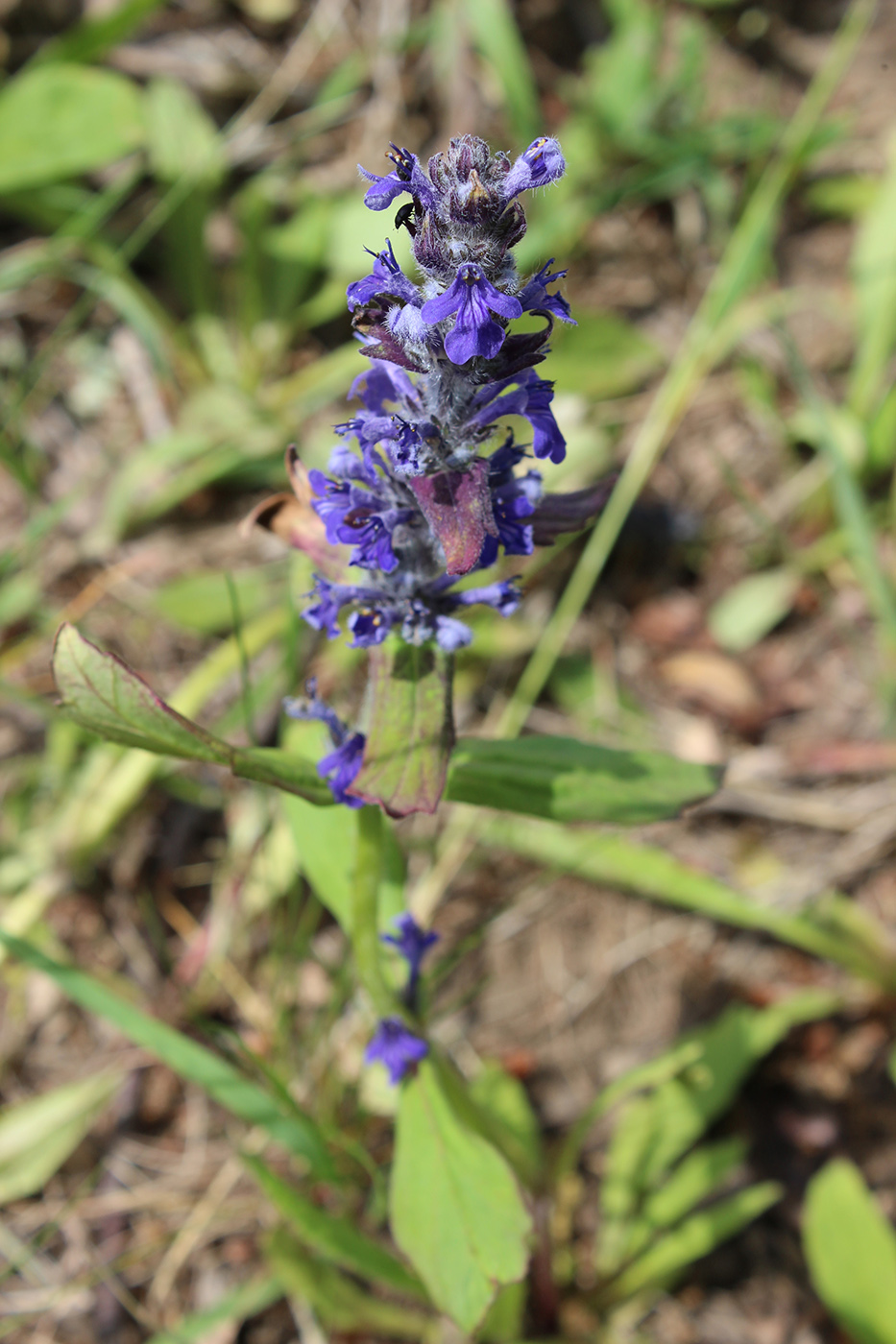 Изображение особи Ajuga genevensis.