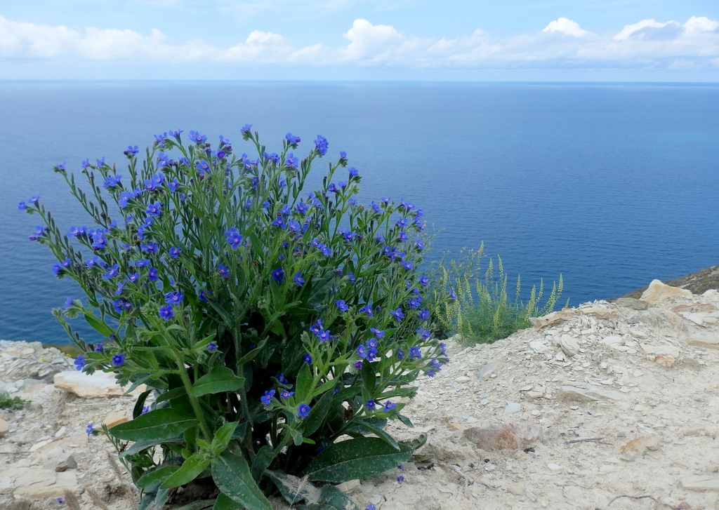 Image of Anchusa azurea specimen.