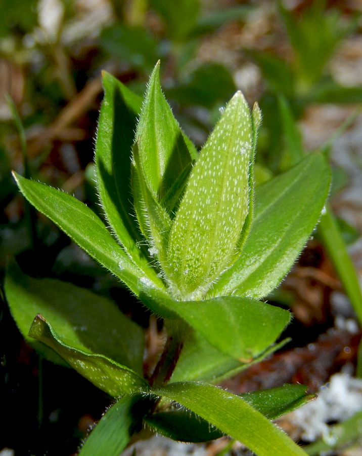 Image of Asperula caucasica specimen.