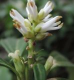 Pachysandra terminalis