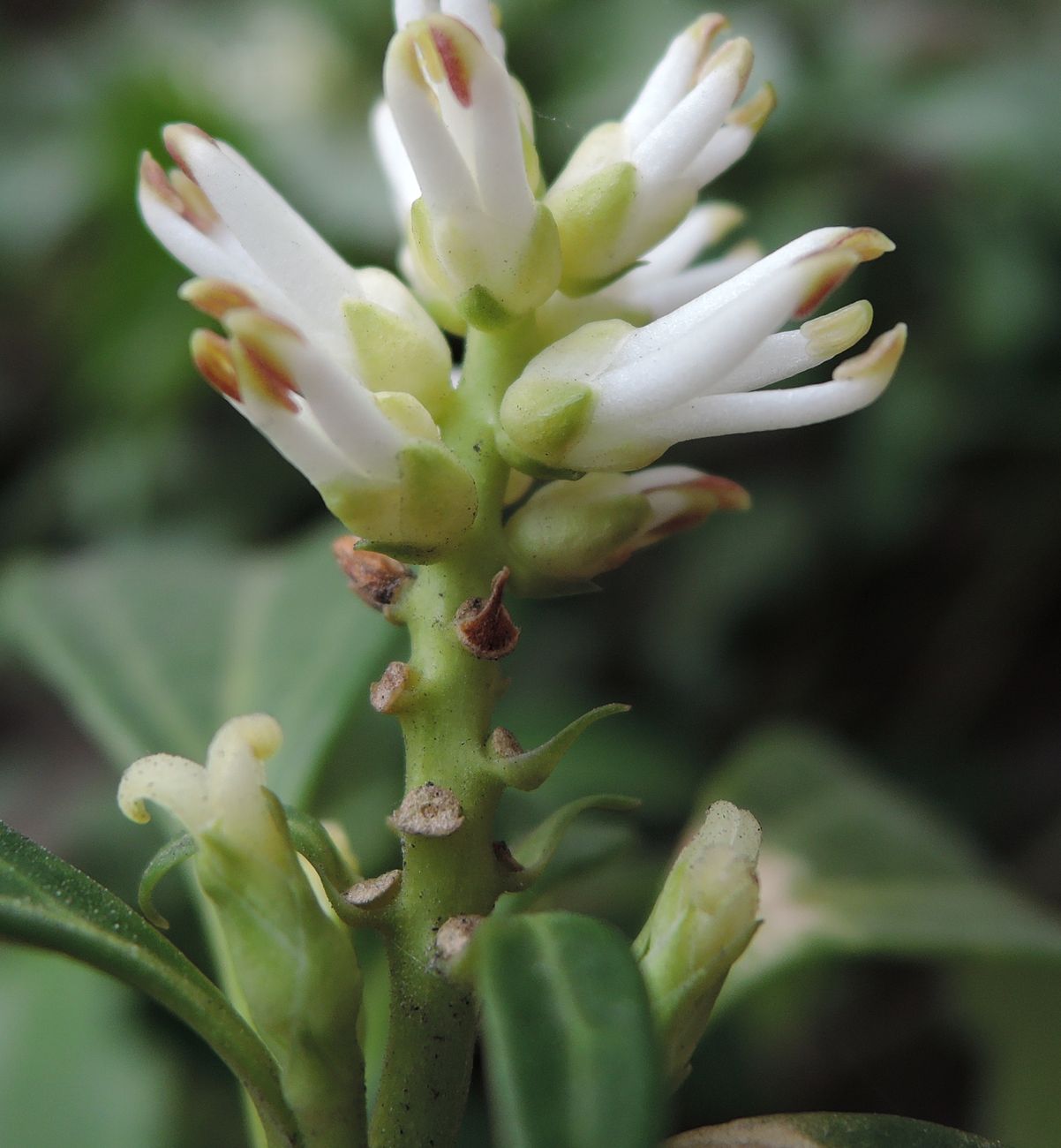 Image of Pachysandra terminalis specimen.