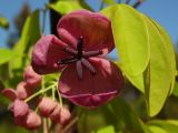 Akebia quinata