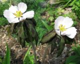 Sinopodophyllum hexandrum