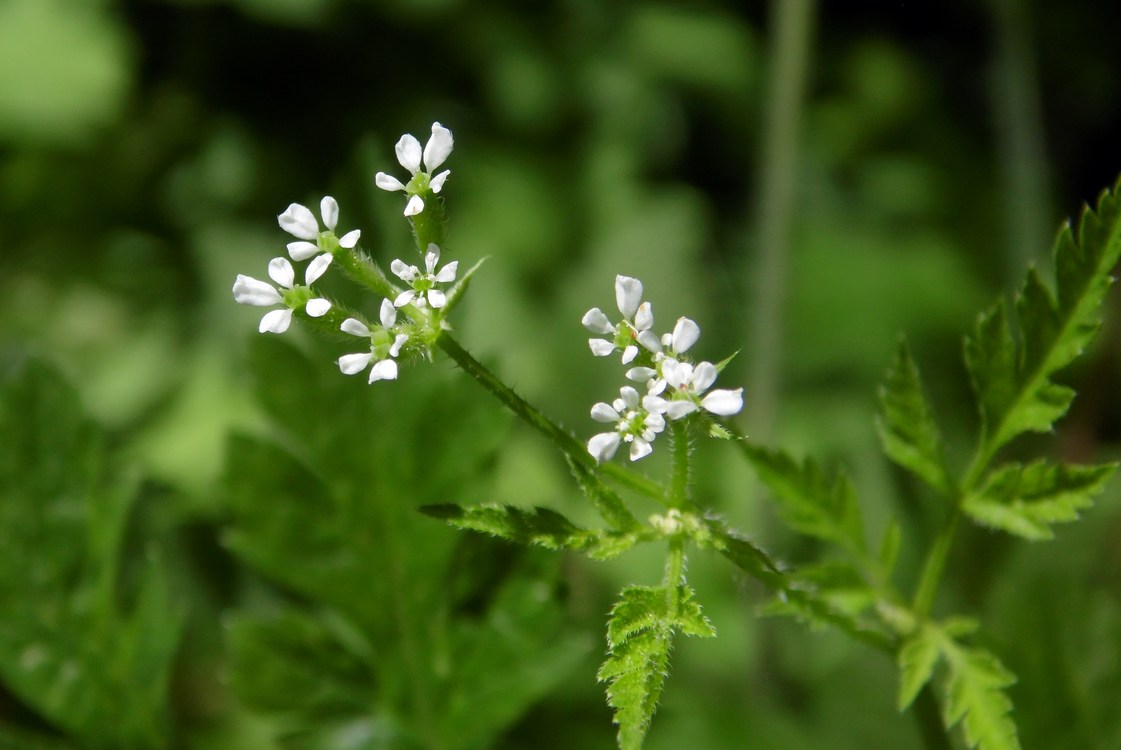 Изображение особи Physocaulis nodosus.