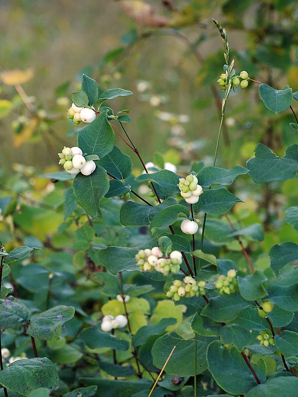 Image of Symphoricarpos albus var. laevigatus specimen.