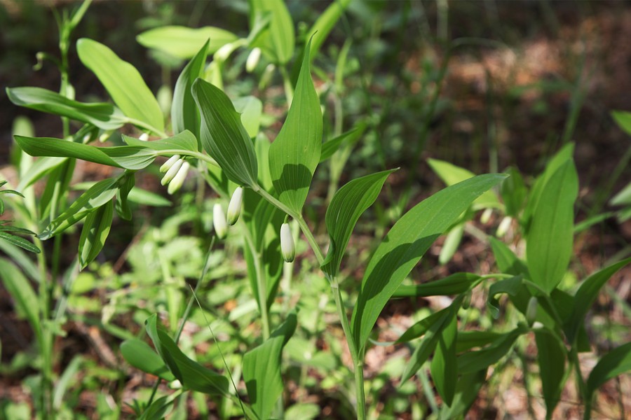 Image of Polygonatum odoratum specimen.