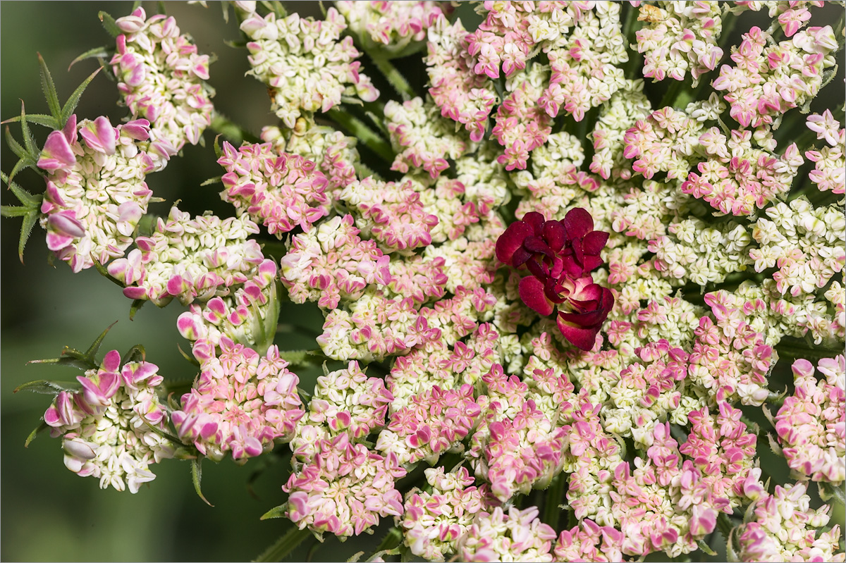 Изображение особи Daucus carota.