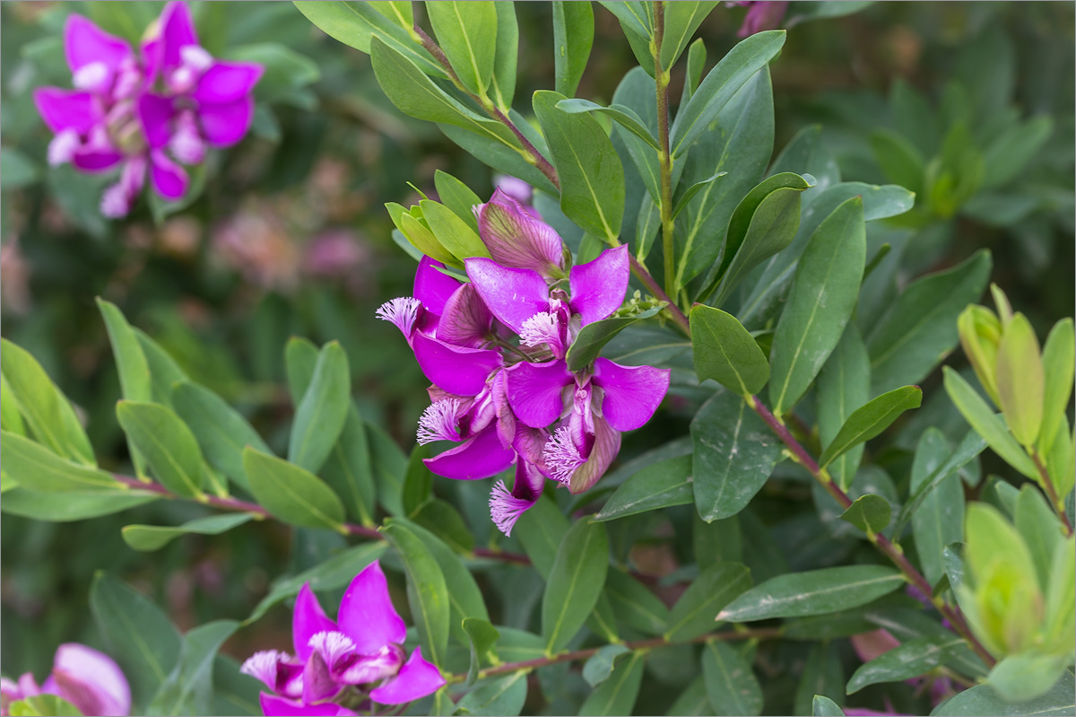Image of Polygala myrtifolia specimen.