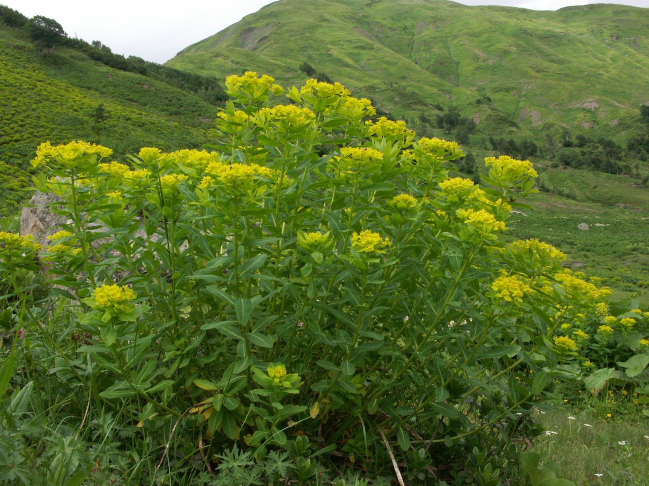 Изображение особи Euphorbia eugeniae.