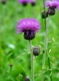 Cirsium heterophyllum. Соцветие. Московская обл., Сергиево-Посадский р-н, окр. дер. Тешилово, луг. 25.06.2016.