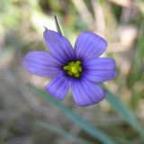 Sisyrinchium septentrionale