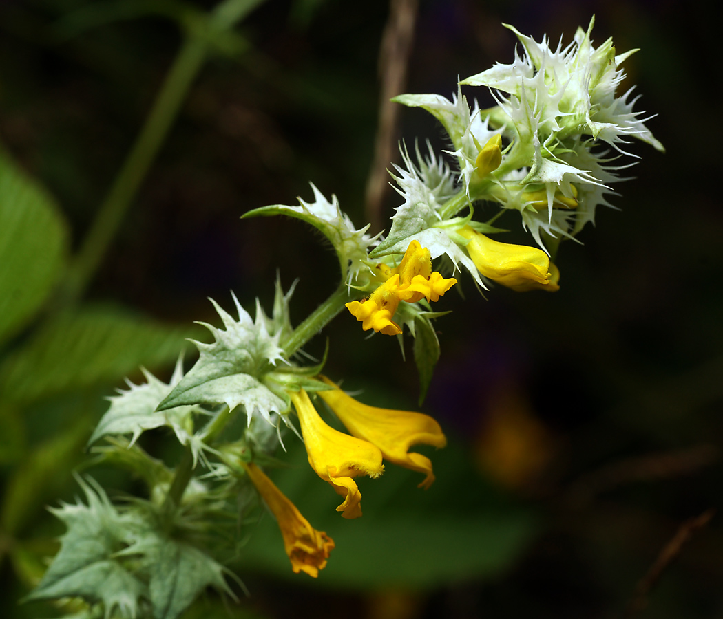 Изображение особи Melampyrum nemorosum.