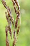 Festuca arundinacea