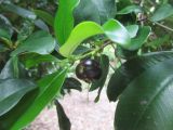 Eugenia brasiliensis