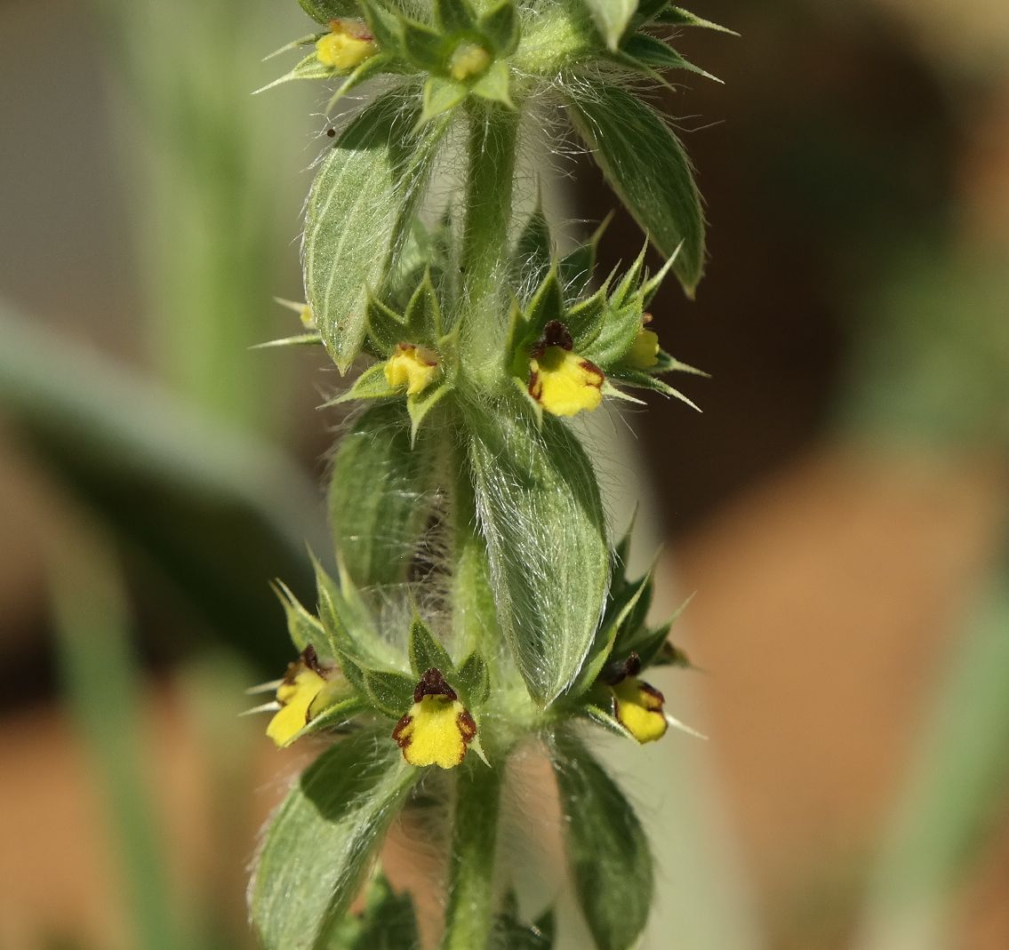 Image of Sideritis montana specimen.