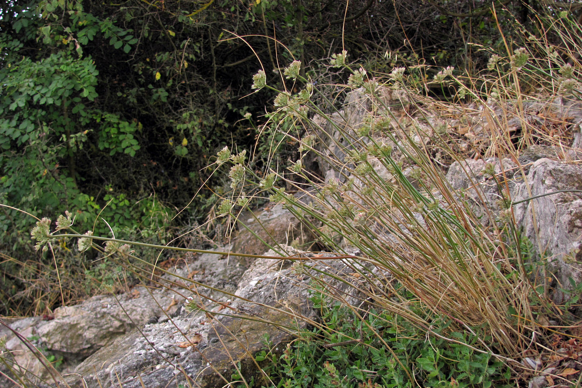 Image of Allium rupestre specimen.