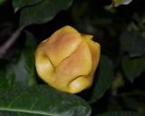 Solandra maxima