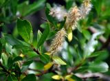 Salix phylicifolia. Верхушка ветви с раскрывшимся соплодием. Исландия, национальный парк Тингведлир, берег ручья у подножия скал. 01.08.2016.