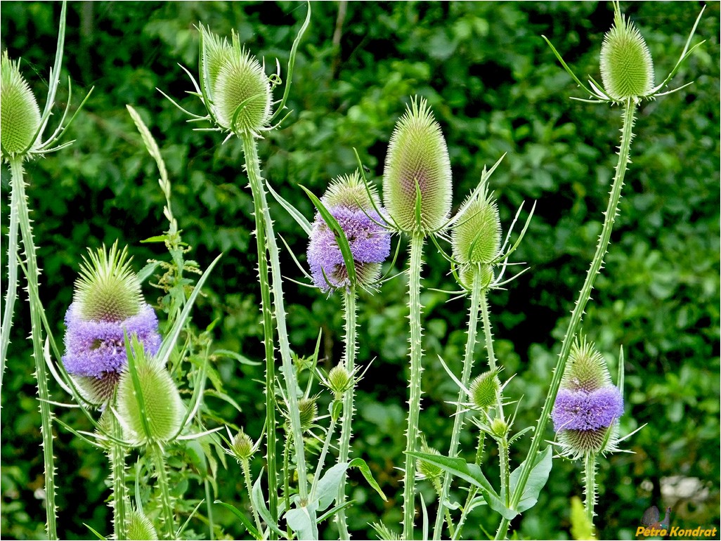 Изображение особи Dipsacus fullonum.