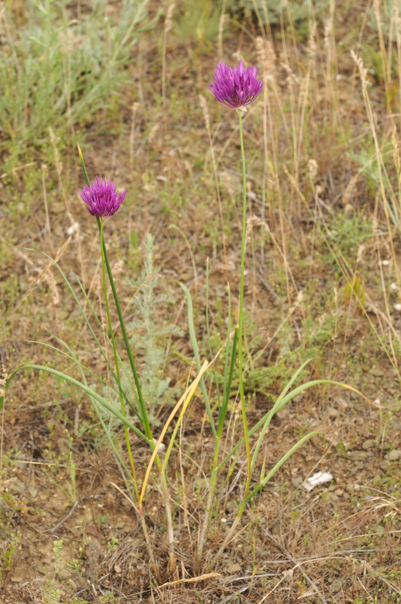 Изображение особи Allium barsczewskii.