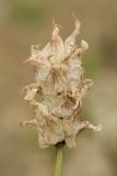 Image of taxon representative. Author is Владимир Эпиктетов