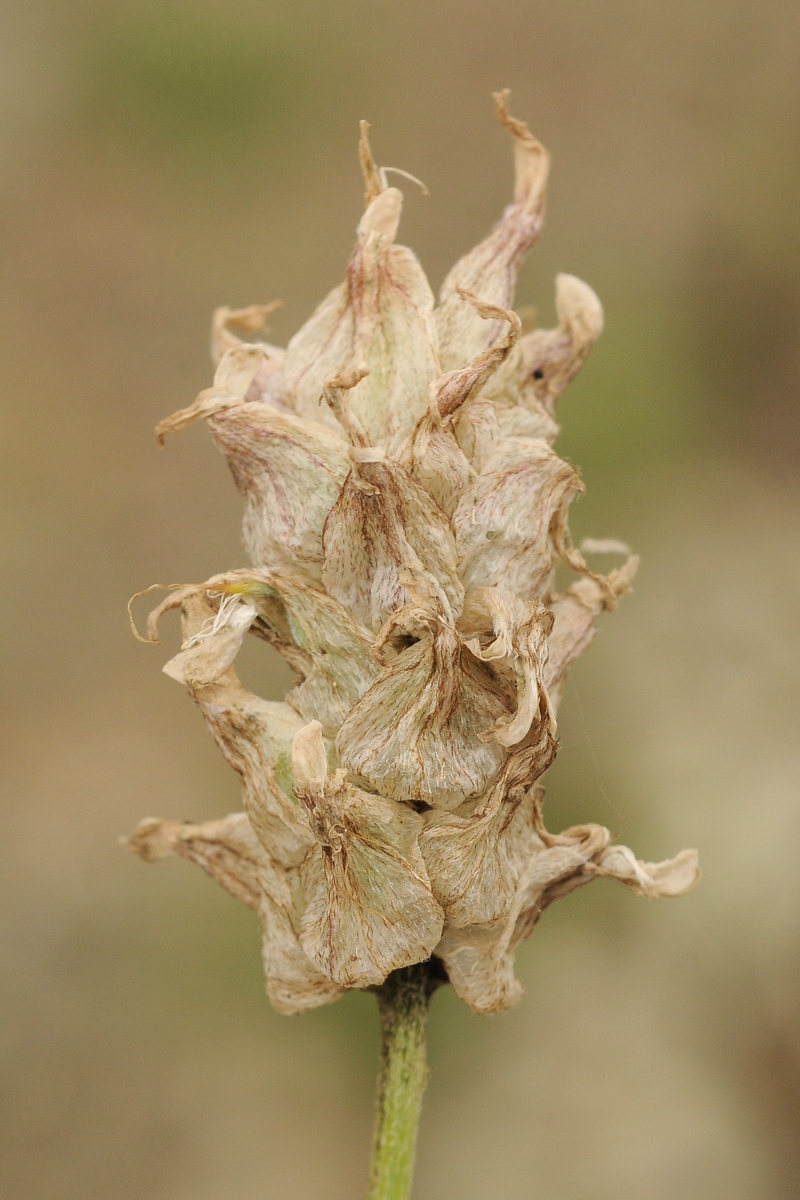 Изображение особи Astragalus schrenkianus.