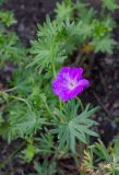 Geranium sanguineum