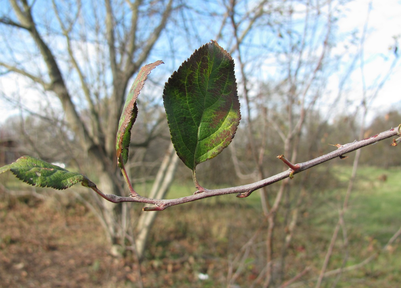 Изображение особи Malus orientalis.