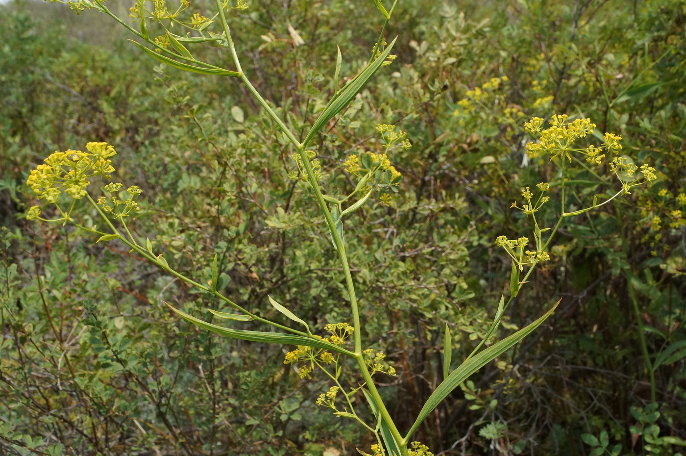 Изображение особи Bupleurum krylovianum.