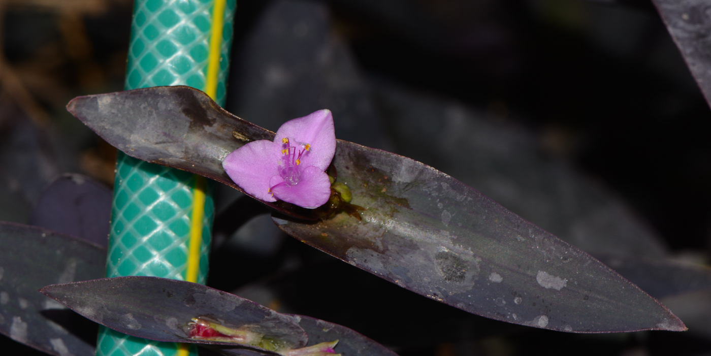 Image of Tradescantia pallida specimen.