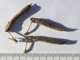 Caragana frutex