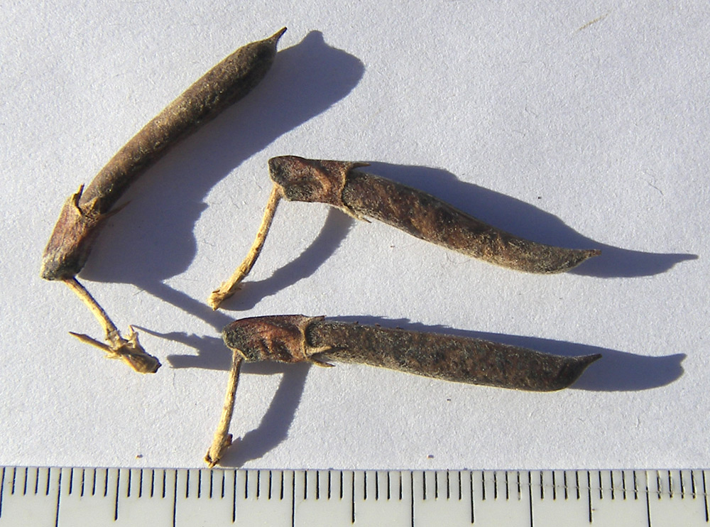 Image of Caragana frutex specimen.