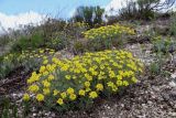 Alyssum lenense. Цветущее растение. Белгородская обл., Ровеньский р., окр. с. Нагольное, меловые обнажения. 23.04.2016.