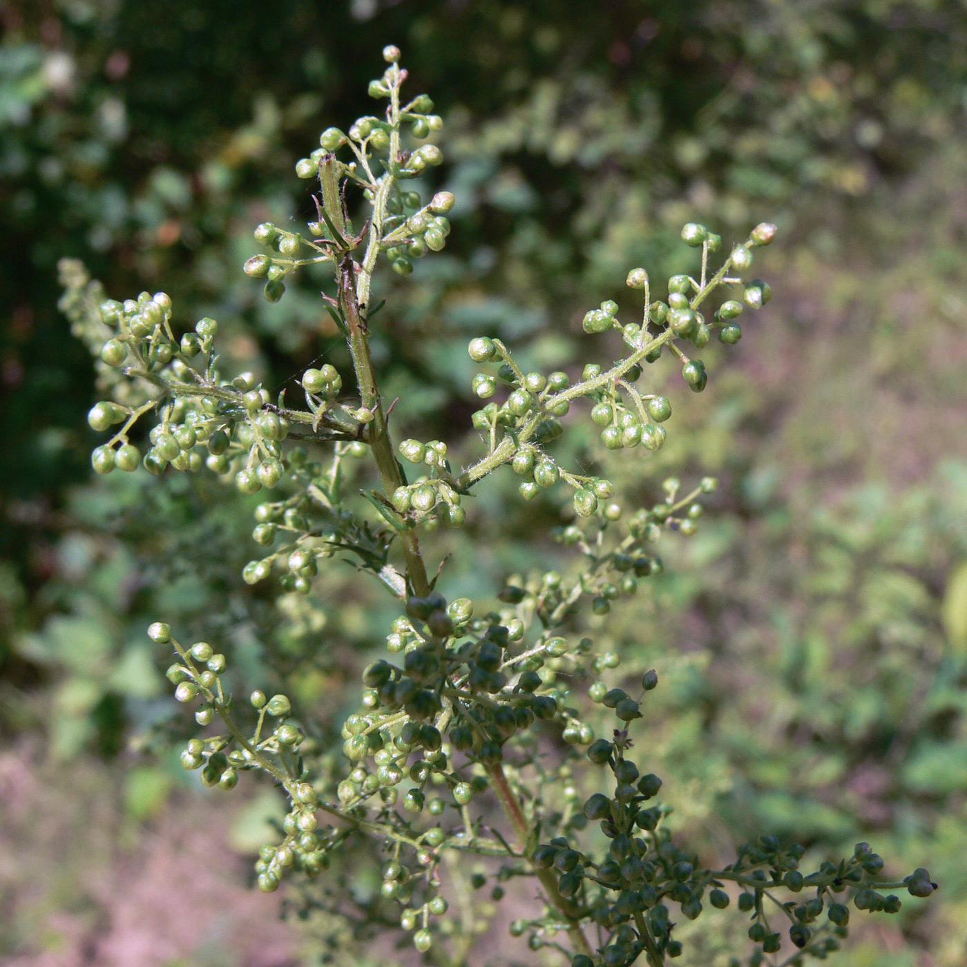 Изображение особи Artemisia scoparia.