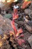 Saxifraga tridactylites