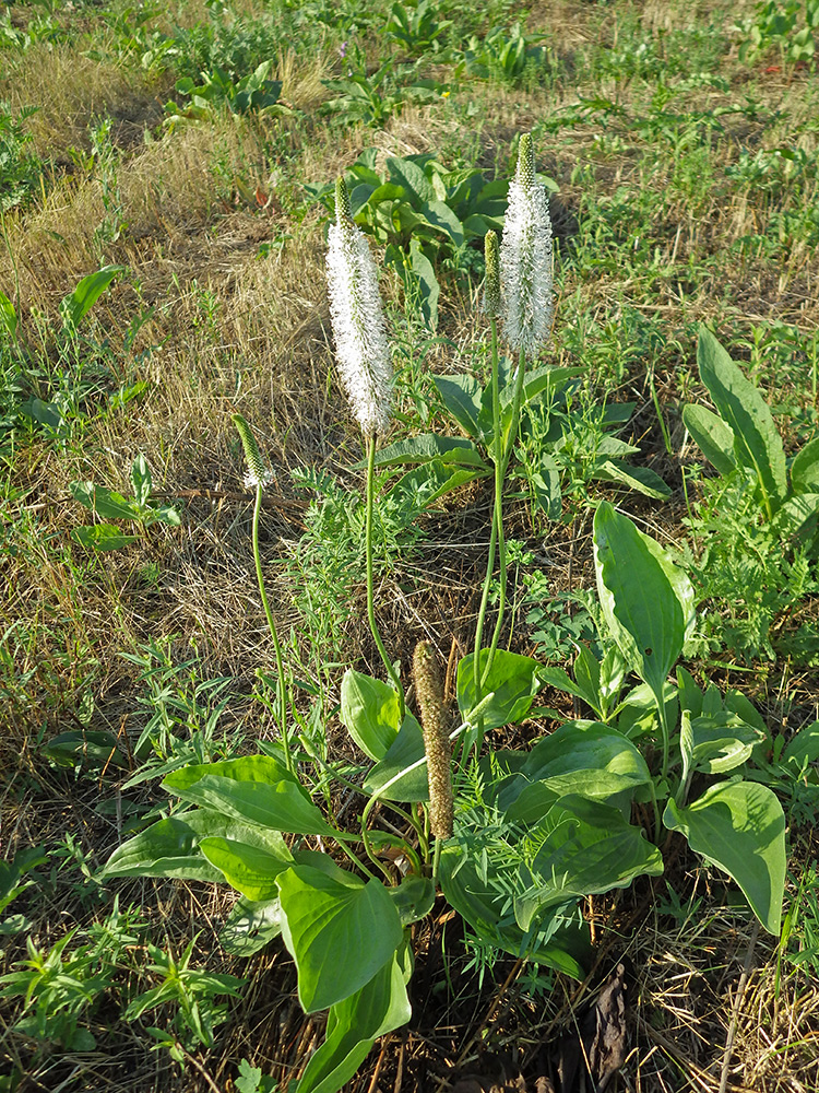 Изображение особи Plantago maxima.