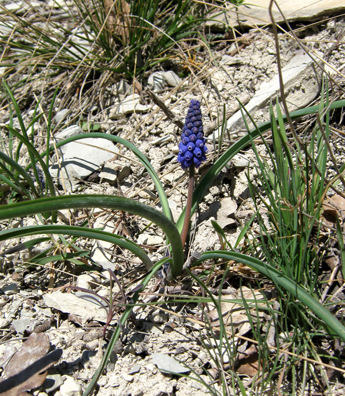 Изображение особи Muscari armeniacum.