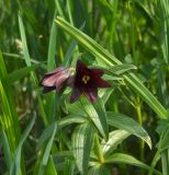 Fritillaria camschatcensis. Верхушка цветущего растения. Магаданская обл., окр. Магадана, пос. Снежная Долина, пойменный лес р. Дукча. 12.06.2009.
