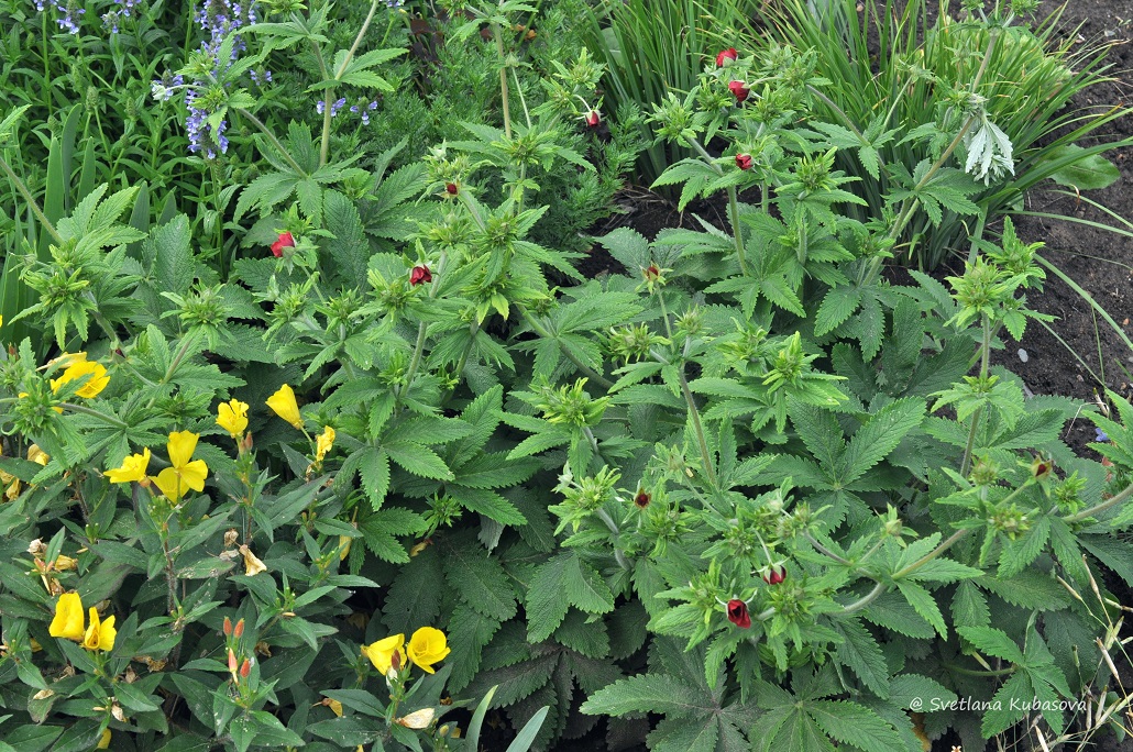 Image of Potentilla thurberi specimen.