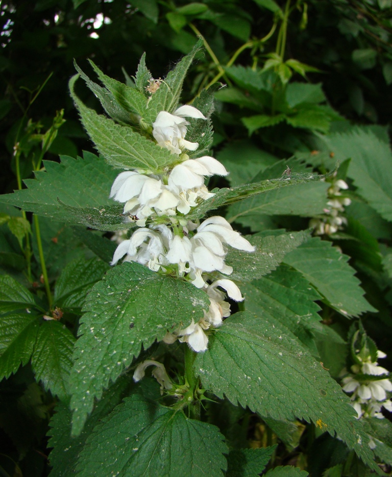 Image of Lamium album specimen.