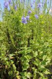 Veronica teucrium