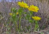 Adonis vernalis