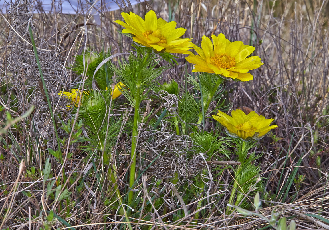 Изображение особи Adonis vernalis.