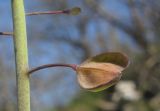 Microthlaspi perfoliatum