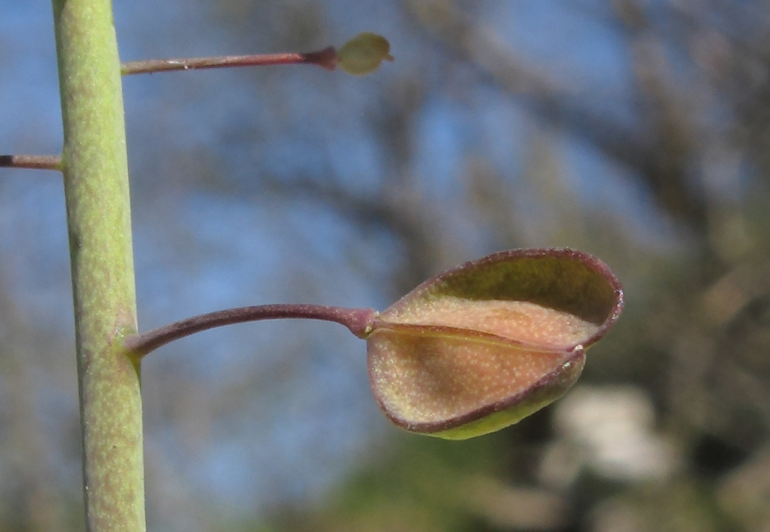 Image of Microthlaspi perfoliatum specimen.