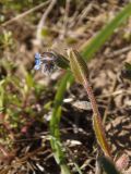 Myosotis micrantha