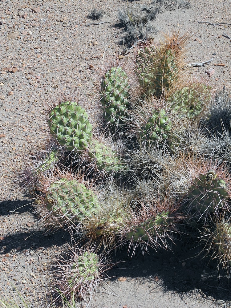 Изображение особи Opuntia sulphurea.